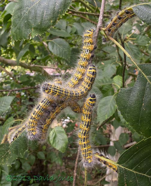 5th instar Buff-tip caterpillars - small group, 2 August 2013