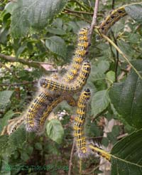 5th instar Buff-tip caterpillars - small group, 2 August 2013