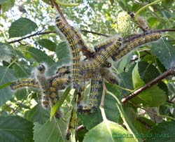 5th instar Buff-tip caterpillars - large group, 2 August 2013