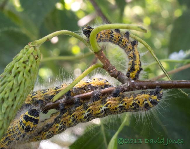 5th instar Buff-tip caterpillars, 2 August 2013