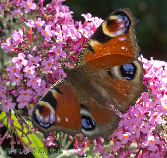 Peacock butterfly on Buddleia, 2 August 2013