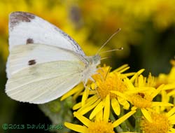 Small White butterfly feeds at Ragwort, 2 August 2013