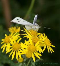 Small White female responds to approaching male, 2 August 2013