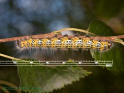 5th instar Buff-tip caterpillar, 3 August 2013