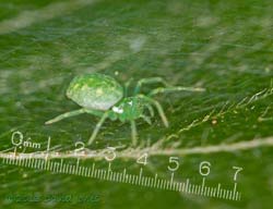 Green spider on Birch leaf, 4 August 2013
