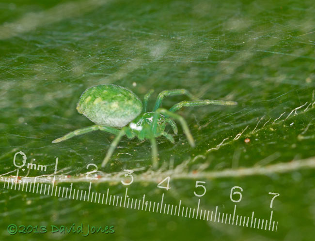 Green spider on Birch leaf - showing silk canopy, 4 August 2013