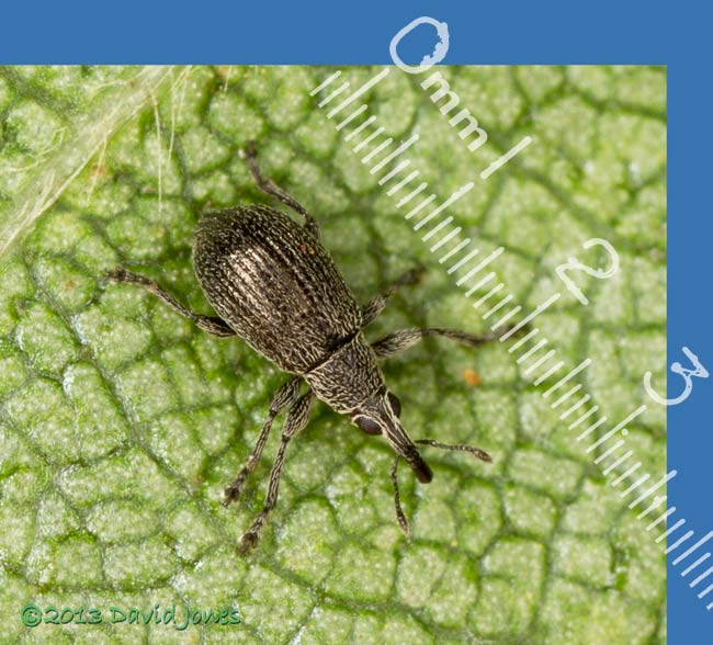 Small weevil on Birch leaf - 2, 4 August 2013