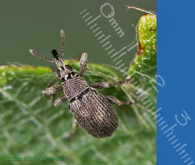 Small weevil on Birch leaf, 4 August 2013