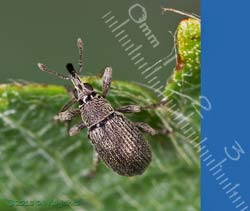 Small weevil on Birch leaf, 4 August 2013