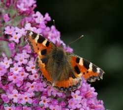 Small Tortoiseshell on Buddleia, 4 August 2013