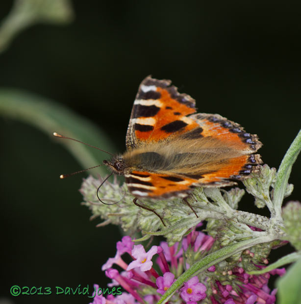 Small Tortoiseshell on Buddleia - 2, 4 August 2013