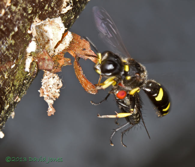 Solitary wasp returns to burrow with fly, 5 August 2013
