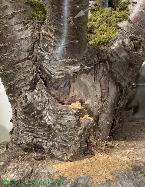 Decaying stump with sawdust produced my solitary wasp, 5 August 2013