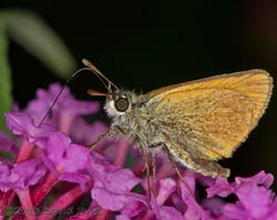 Large Skipper on Buddleia, 7 August 2013