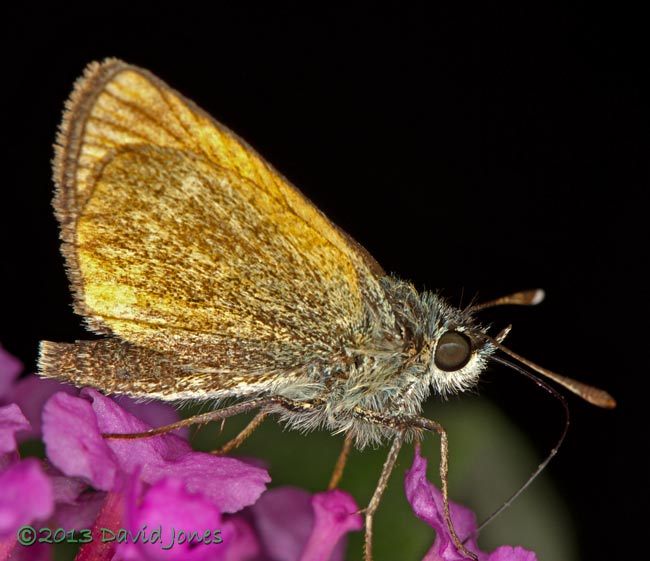 Large Skipper on Buddleia - 2, 7 August 2013