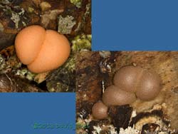 Fungal spore bodies on decaying stump, 8 August 2013
