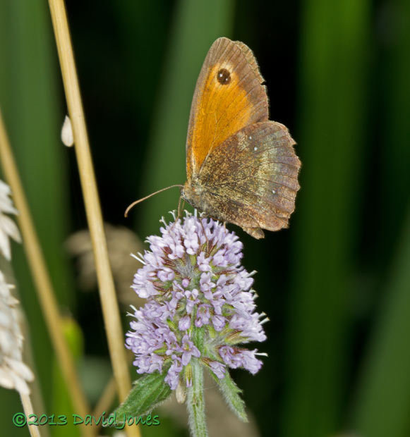 Gatekeeper feeds at Mint - 2, 8 August 2013