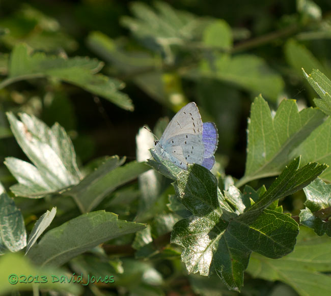 Holly Blue on Hawthorn leaf, 8 August 2013