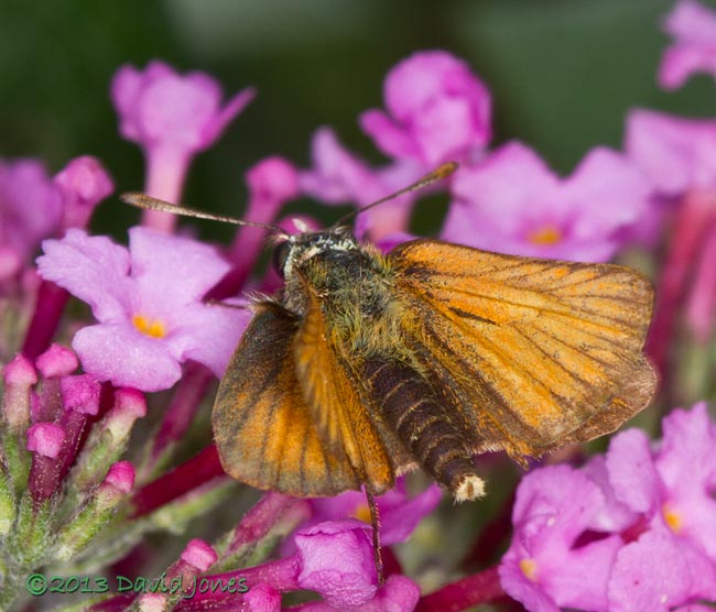 Large Skipper on Buddleia - 2, 8 August 2013
