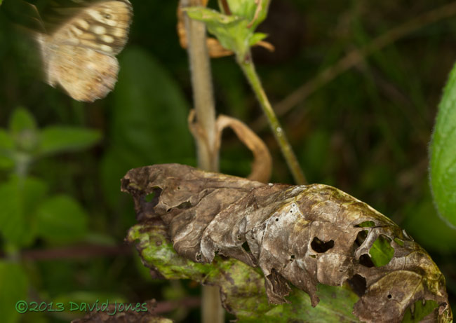 Speckled Wood reacts to electronic pre-flash! 8 August 2013