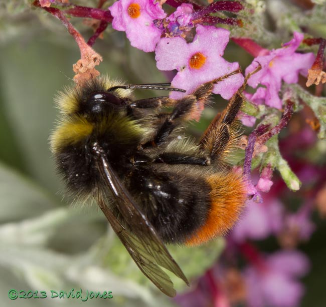 Male Red-tailed Bumblebee on Buddleia - 1, 8 August 2013