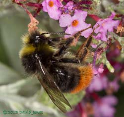 Male Red-tailed Bumblebee on Buddleia, 8 August 2013
