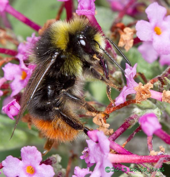 Male Red-tailed Bumblebee on Buddleia - 2, 8 August 2013