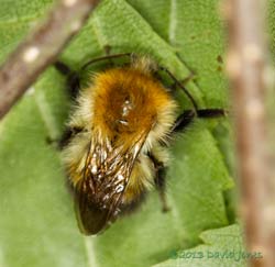 Common Carder Bumblebee roosting under Birch leaf, 10 August 2013