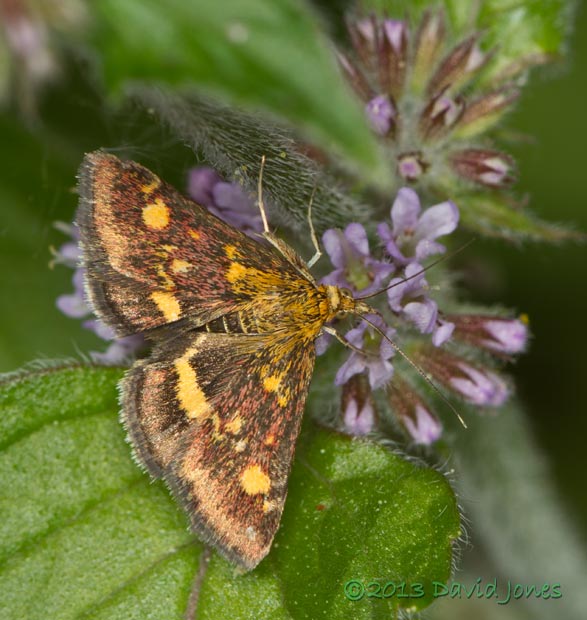 Pyrausta purpuralis (a micro-moth) on Mint - 1, 10 August 2013