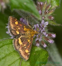 Pyrausta purpuralis (a micro-moth) on Mint, 10 August 2013