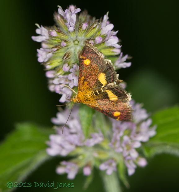 Pyrausta purpuralis (a micro-moth) on Mint - 2, 10 August 2013