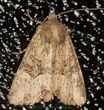 Moth (unidentified) on kitchen door, 10 August 2013