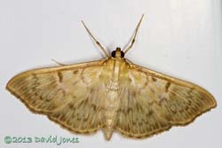 Unidentified moth on door frame, 10 August 2013