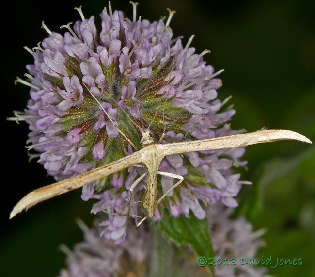 Plume Moth (Emmelina monodactyla) on mint, 10 August 2013