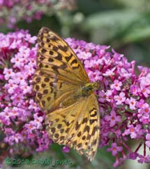 Silver-washed Fritillary on Buddleia - 1, 11 August 2013