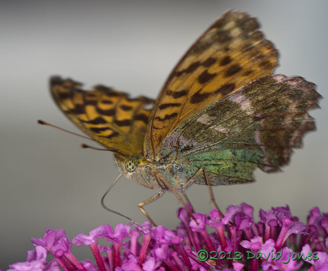 Silver-washed Fritillary on Buddleia - 2b, 11 August 2013