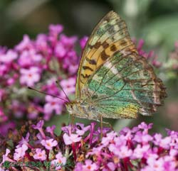 Silver-washed Fritillary on Buddleia - 2, 11 August 2013