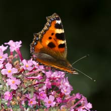 Small Tortoiseshell on Buddleia - 2, 11 August 2013
