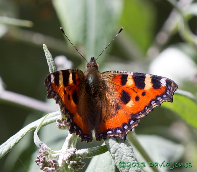 Small Tortoiseshell on Buddleia - 2a, 11 August 2013