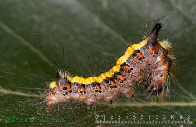 Grey Dagger caterpillar - preparing to moult? 14 Auguest 2013