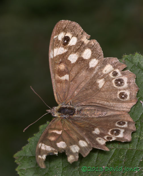 Speckled Wood butterfly on Hazel leaf - 1, 14 August 2013