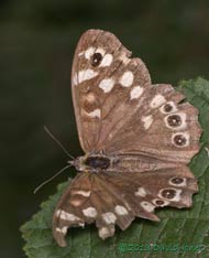 Speckled Wood butterfly on Hazel leaf - 1, 14 August 2013