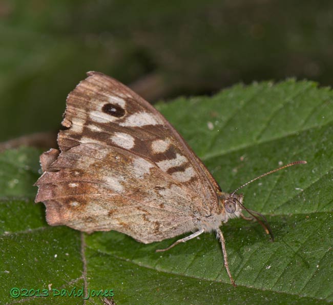 Speckled Wood with folded wings, 14 August 2013