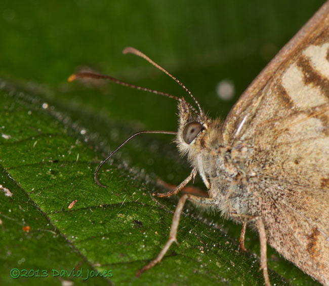 Speckled Wood feeding on honeydew? 14 August 2013