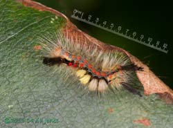 Vapourer caterpillar on Birch, 14 August 2013