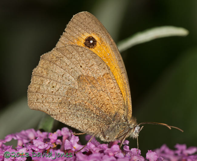 Meadow Brown on Budleia - 2, 15 August 2013
