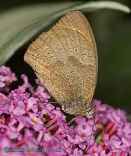 Meadow Brown with spot hidden, 15 August 2013