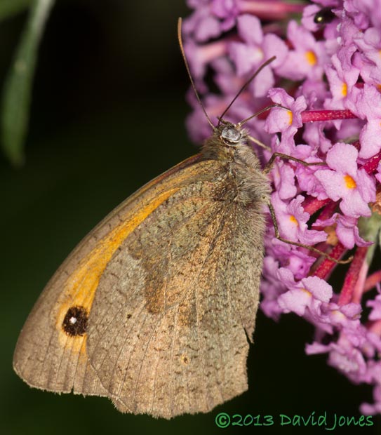 Meadow Brown on Budleia - 1, 15 August 2013