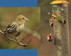 Siskins and Goldfinches at feeder, 23 feb 2013