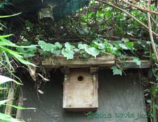 Bluetit nestbox & Blackbird nest site, 24 Feb 2013